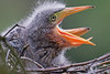 Green Heron chicks