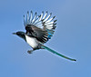 Birds : 