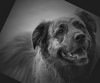 Dogs : 