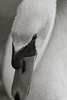 Swan