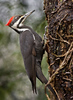 Pileated Woodpecker